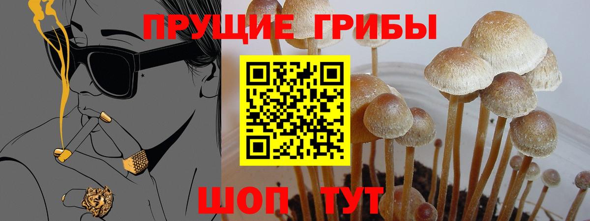 Псилоцибиновые грибы Cubensis  Вход с VPN  Псилоцибиновые грибы прущие грибы  Балашов 